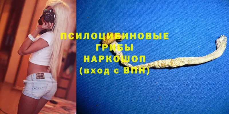 Псилоцибиновые грибы Psilocybe  OMG сайт  Одинцово  сколько стоит 